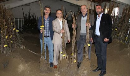 Bingöl’de 21 bin adet ceviz fidanı dağıtıldı!