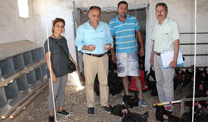 Genç çiftçi projesi ekmek kapısı oldu