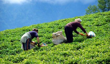 Çay alım fiyatı 2.13 lira olarak açıklandı