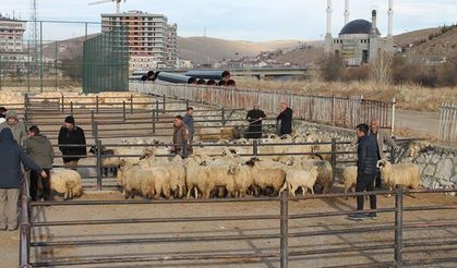 Bayburtlu genç yetiştiricilerin yüzü güldü