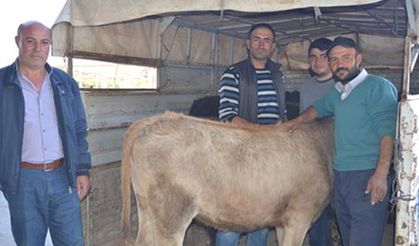 Kırıkkale’de büyükbaş dağıtımı yapıldı