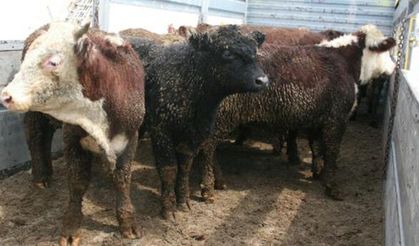 İthal hayvanda ‘ağır koku’ açıklaması!