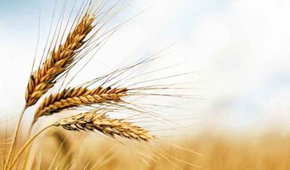 Buğdayda Kök ve Kök Boğazı Çürüklüğü Hastalığına dikkat