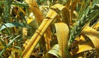 Buğdayda tehlike var!