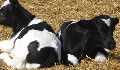 Buzağı Septisemisi