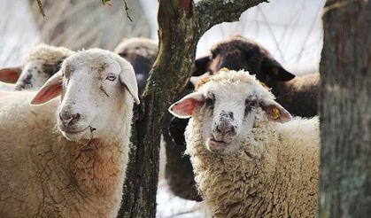 Etçi Koyun Irkları ve Özellikleri