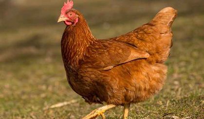 Tavuk Irkları