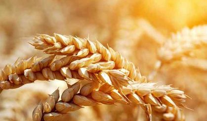 Buğday çeşitleri ve özellikleri