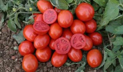Domates tohumundaki şok ithalat detayı!