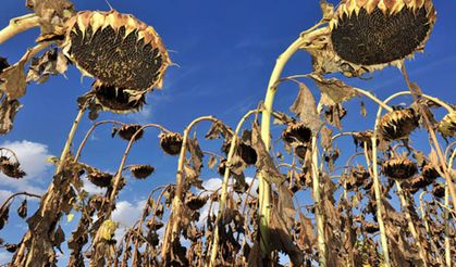 Ayçiçek yağında tehlikeli karışım!