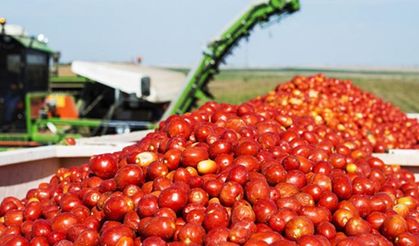 Türkşeker devreye girdi 50 bin ton salçalık domates alacak