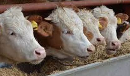 Niğde’de genç çiftçilerin yüzü güldü!