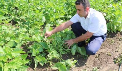 Erzincan’dan fasulye atağı