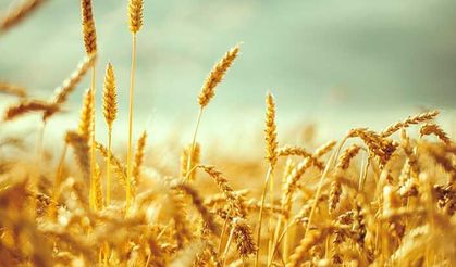 Çukurova’da buğday fiyatları düştü