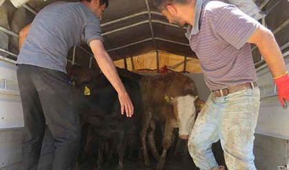 Tarım Kredi: Yetiştiricinin yüzünü güldürdü