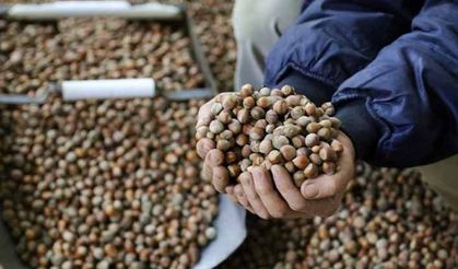 TMO üç bin üreticiden 5 bin ton fındık aldı