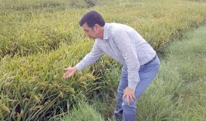 Toprak Mahsulleri Ofisi iyi yönetilmiyor!