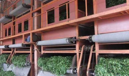 Çaylar üretilmeye başlandı