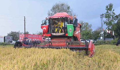 Çeltik verimliliğinde Bafra Dünya birincisi