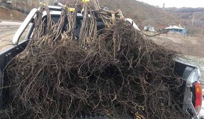 Çiftçiye 30 bin sertifikalı ceviz fidanı dağıtıldı