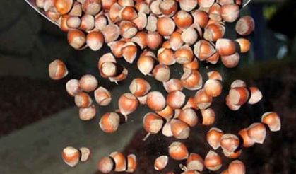 Fındık üreticisinden TMO’ya randıman tepkisi!