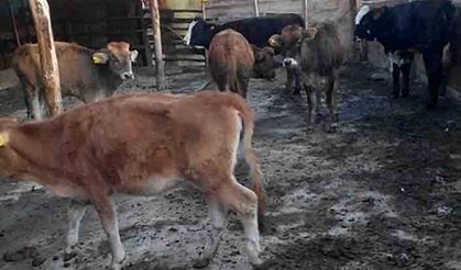 Genç çiftçiye verilen hayvanlar 12 bin lira etmez!