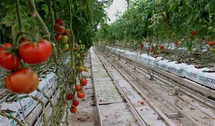 Jeotermal ısıyla domates üretiliyor