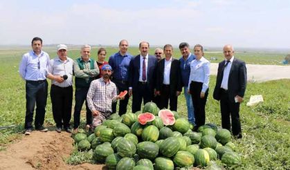 Karpuz hasadı başladı!