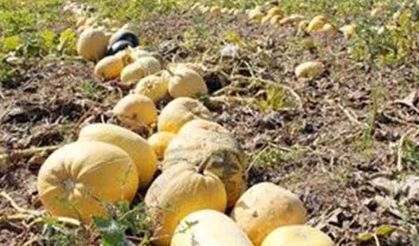 Kütahya Bölge’de çerezlik kabak çekirdeği alımı