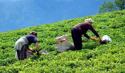 Organik çay alanları arttı!