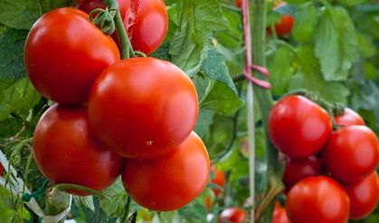 Rusya domates ambargosundan zararlı çıktı