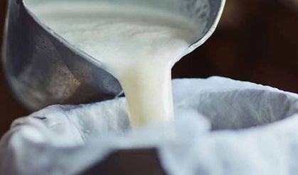 TİGEM 73 bin ton inek sütü satış ihalesi yapacak