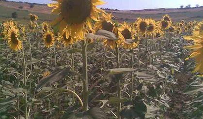 Tohum üretimi yüzde 5 azaldı