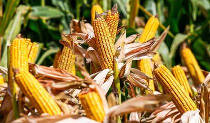 TZOB: Hububatta ‘fark ödemesi’ desteği için son gün Cuma!