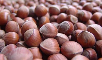 TZOB’dan: Fındık alım fiyatına tepki!