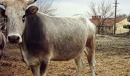 Bakan açıkladı ESK alım fiyat listesini yayınladı!