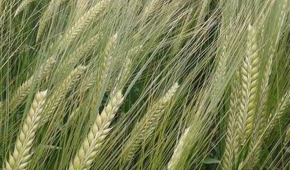 Burakbey arpa tanıtımı yapıldı