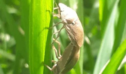 Ekmeklik buğdayın düşmanı süneye karşı mücadele başlatıldı