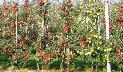 Elma bahçeleri ile su kaynakları koruma altına alınıyor