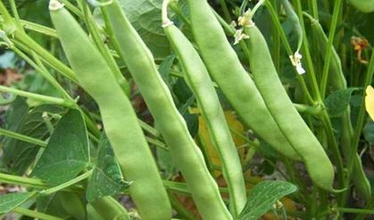 Yeşil fasulye dip yaptı