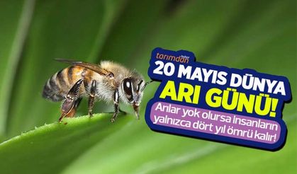 20 Mayıs Dünya Arı Günü! Arılar yok olursa, insanların yalnızca dört yıl ömrü kalır!