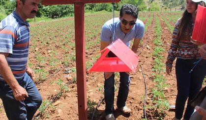 Domateste verim üç kat arttı