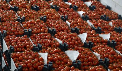 Rusya ‘domates’ teklifini hükümete illeti