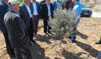 Zeytinde çeşit seçimi, fidan dikimi ve budama eğitimi