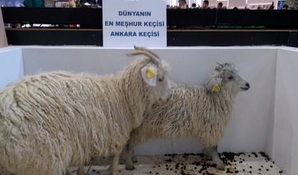 Ankara’nın sembolü haline gelen keçiler fuarda!