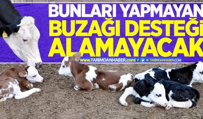 2017 buzağı desteğinden nasıl yararlanılacak?