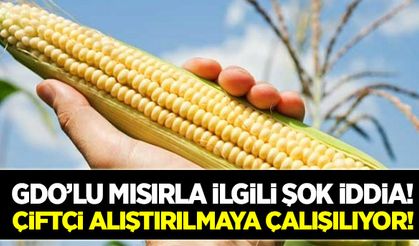 Türkiye’de GDO’lu mısır ekiliyor mu?