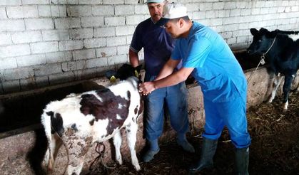 Giresun’da tüm hayvanlar aşılanacak!