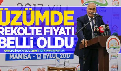 Fakıbaba: Üzümde rekolte fiyatını açıkladı