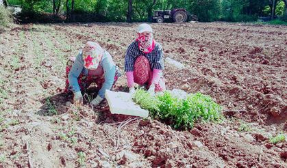Kadın çiftçilere kekik fidesi dağıtıldı